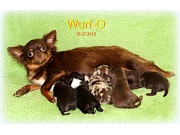 Chihuahua Welpen - Wurf O