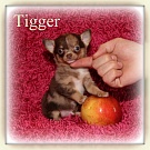 Chihuahua Welpen - Tigger