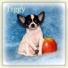 Chihuahua Welpen - Tiggy