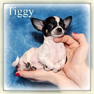 Chihuahua Welpen - Tiggy