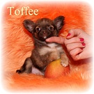 Chihuahua Welpen - Toffee